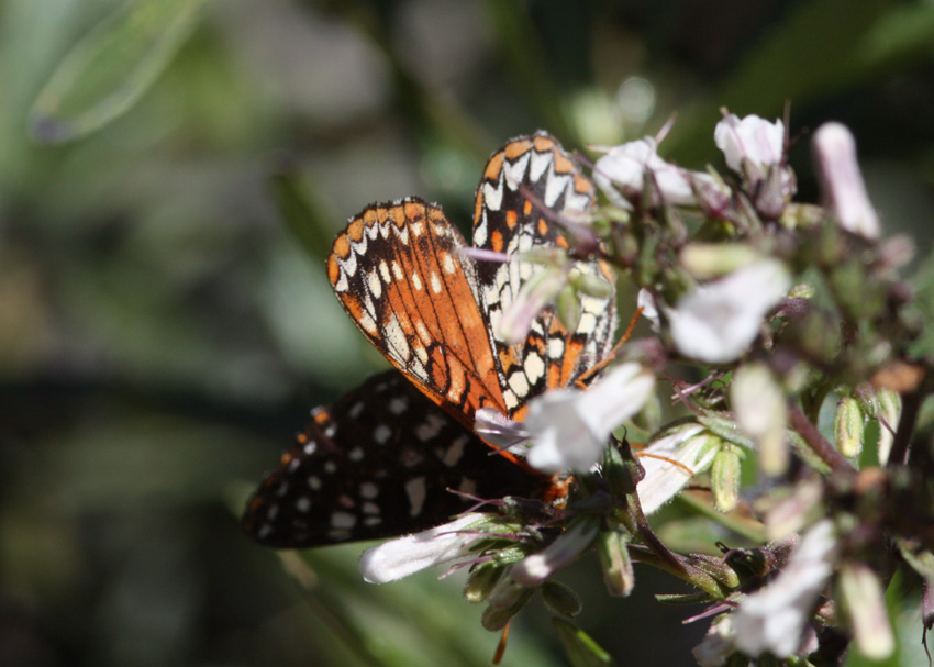 Edith's Checkerspot