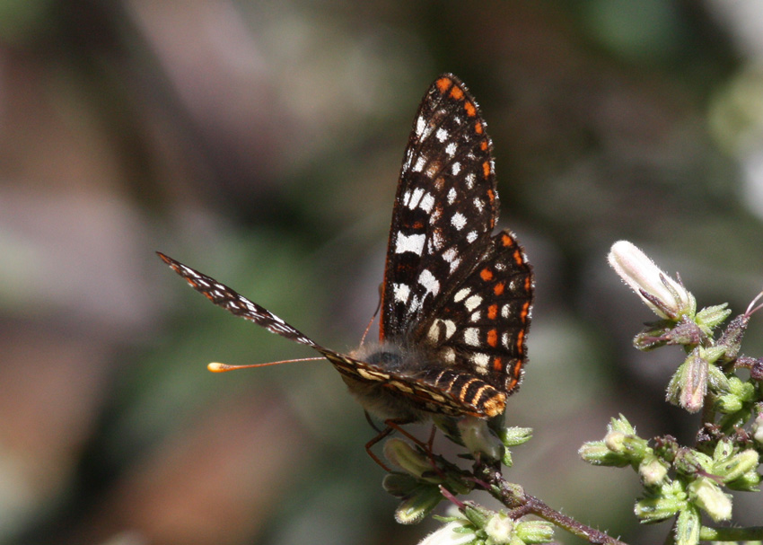 Edith's Checkerspot