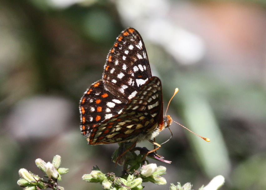 Edith's Checkerspot