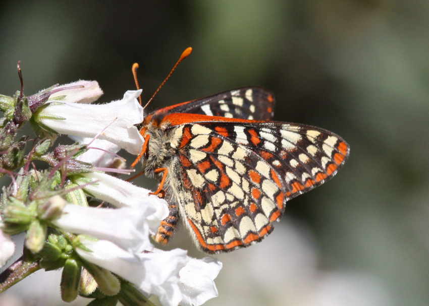 Edith's Checkerspot