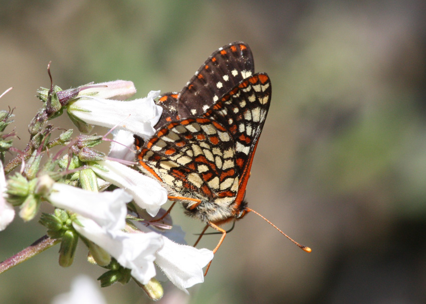 Edith's Checkerspot