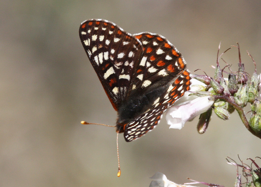 Edith's Checkerspot