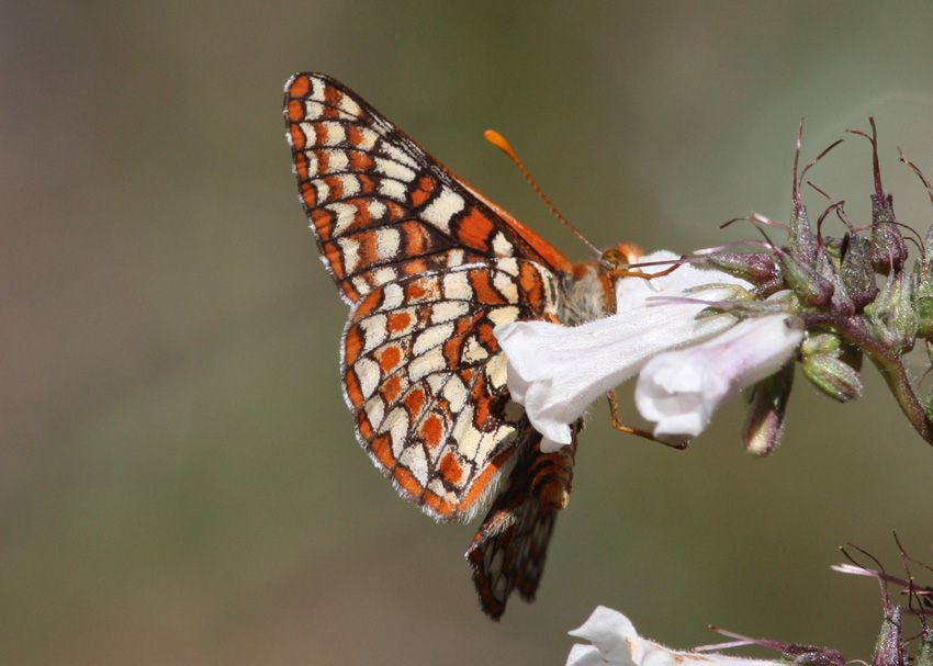 Edith's Checkerspot