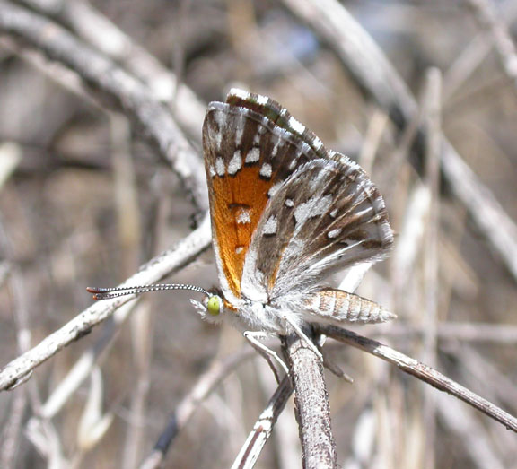 Lange's Metalmark