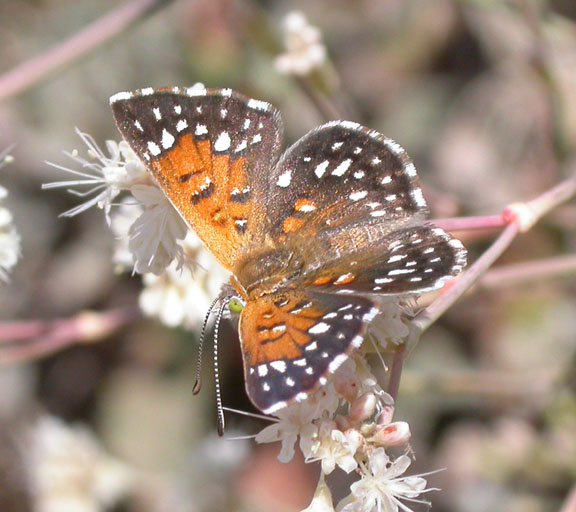 Lange's Metalmark