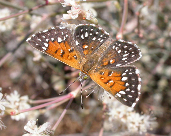 Lange's Metalmark