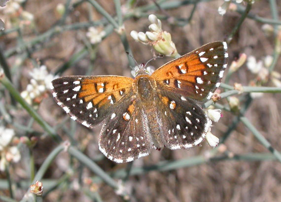 Lange's Metalmark