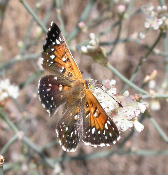 Lange's Metalmark