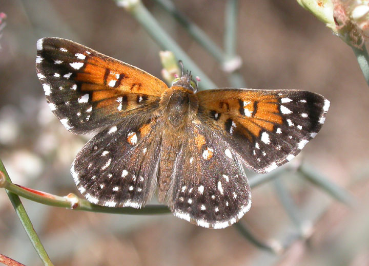 Lange's Metalmark