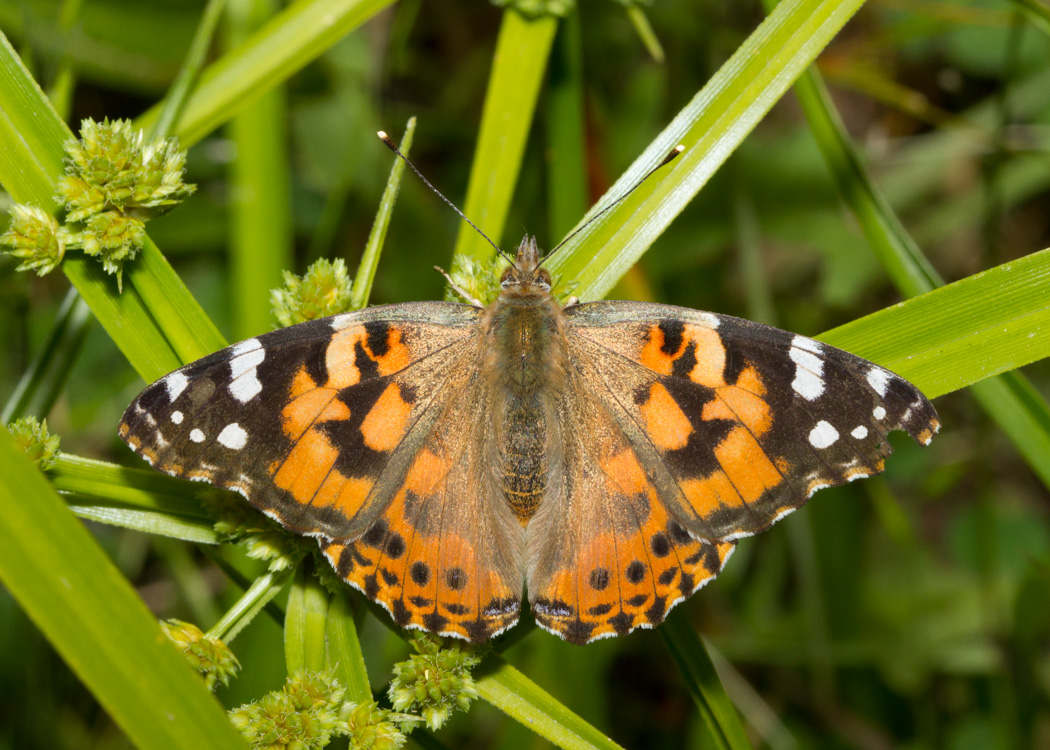 Painted Lady