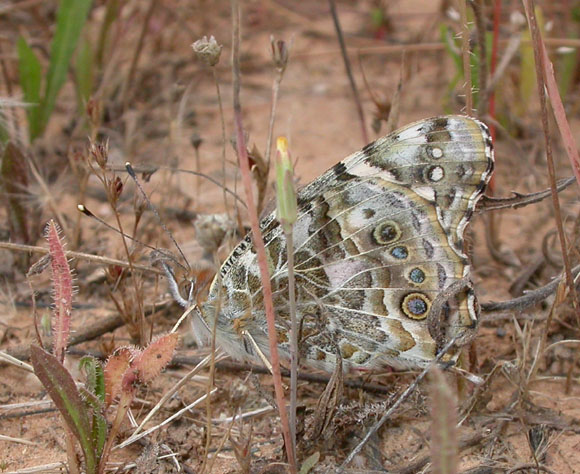 Painted Lady