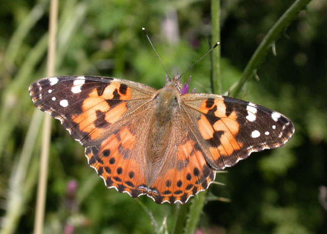 Painted Lady