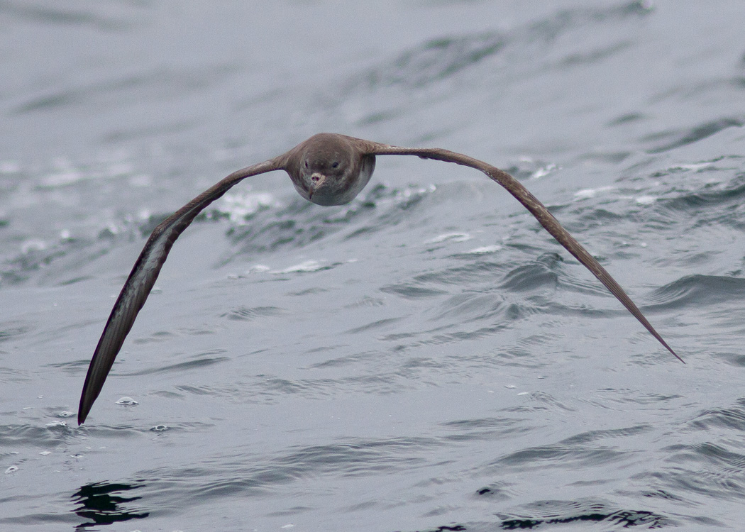 Pink-footed Shearwater
