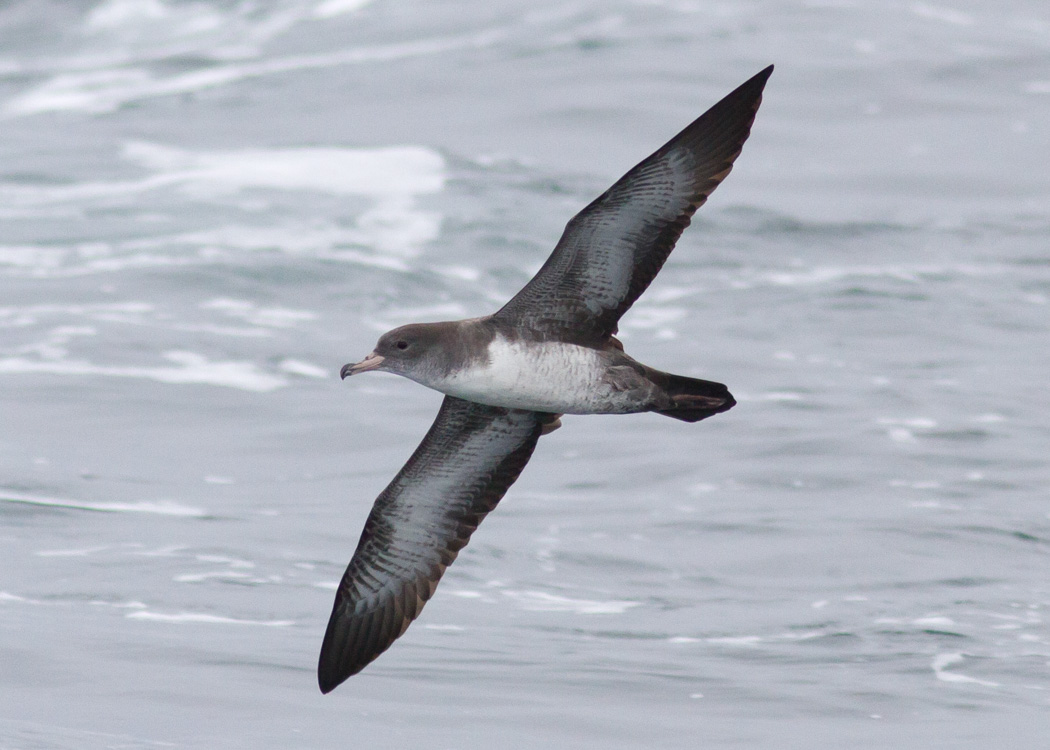 Pink-footed Shearwater