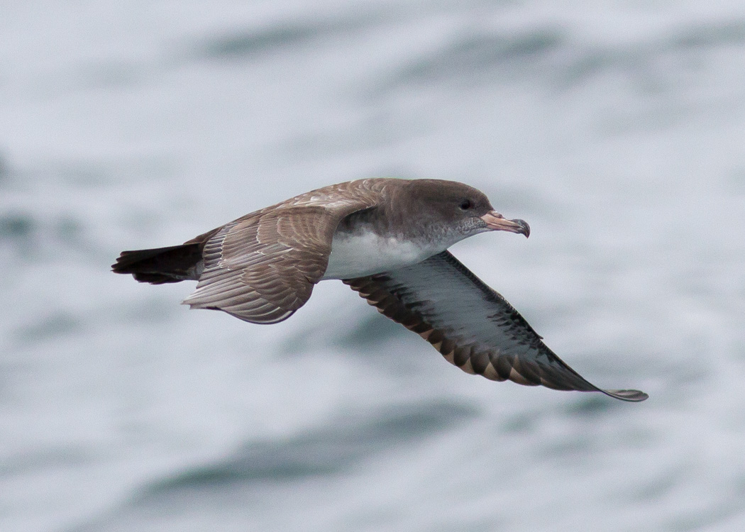Pink-footed Shearwater