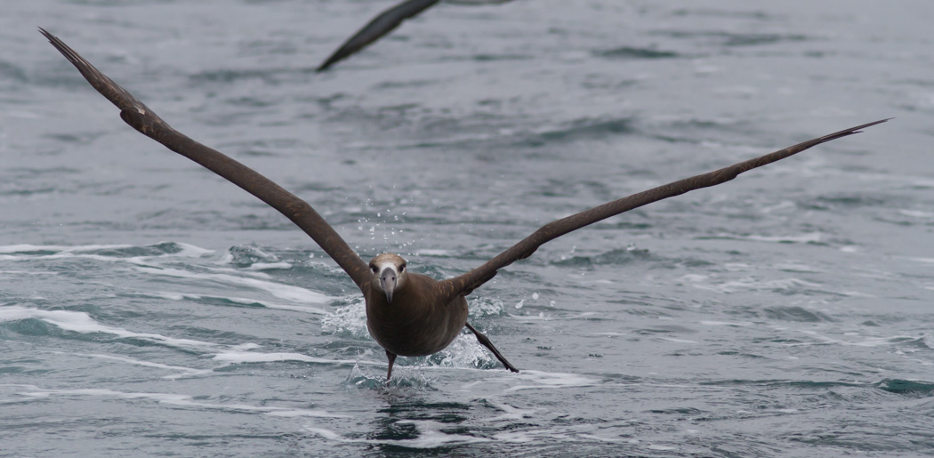 Black-footed Albatross