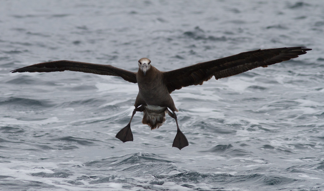 Black-footed Albatross