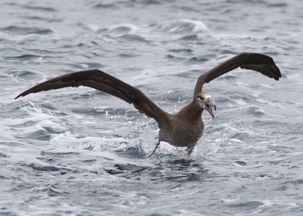 Black-footed Albatross