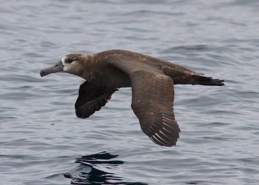 Black-footed Albatross