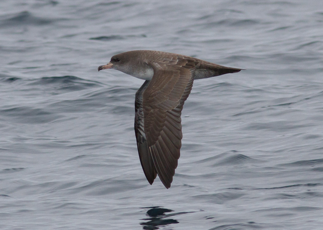 Pink-footed Shearwater