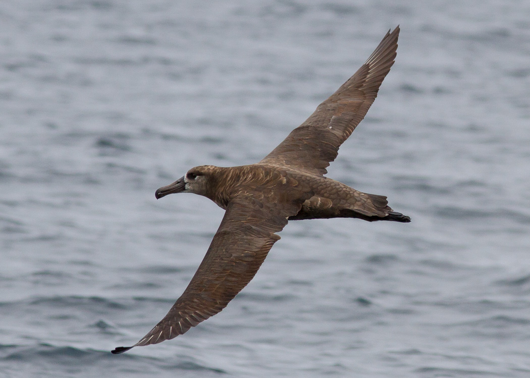 Black-footed Albatross