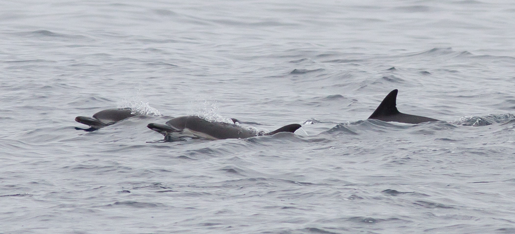 Short-beaked Common Dolphins