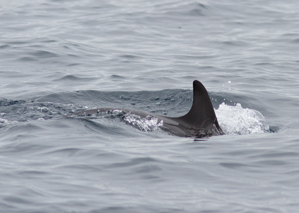 Short-beaked Common Dolphin