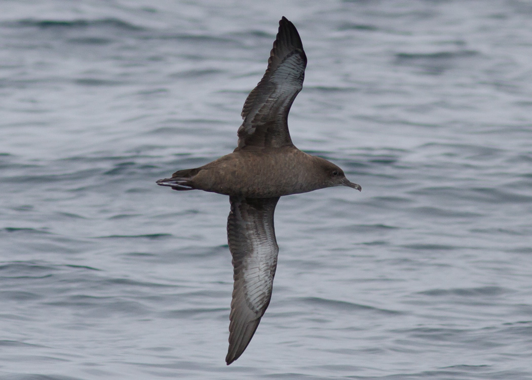 Sooty Shearwater