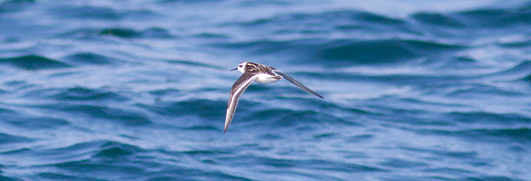 Red-necked Phalarope
