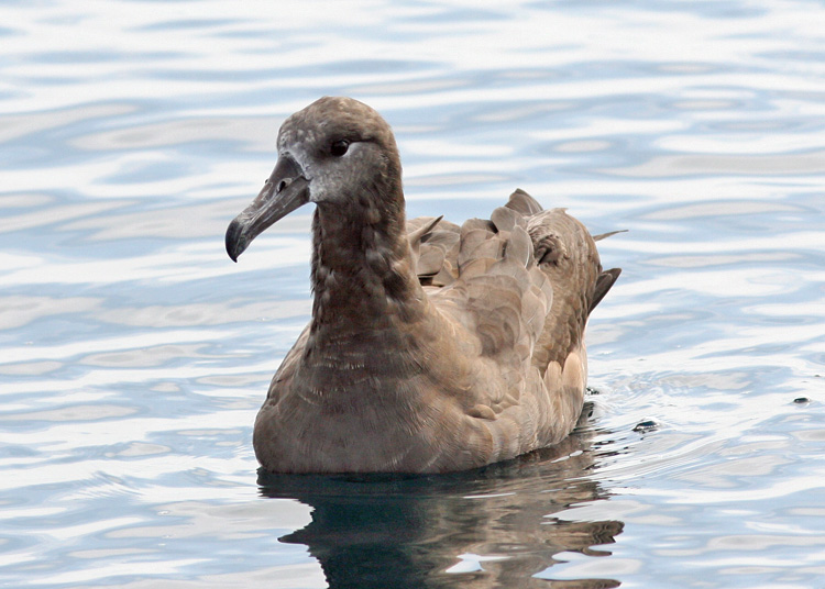 Black-footed Albatross