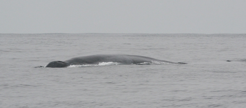 Blue Whale