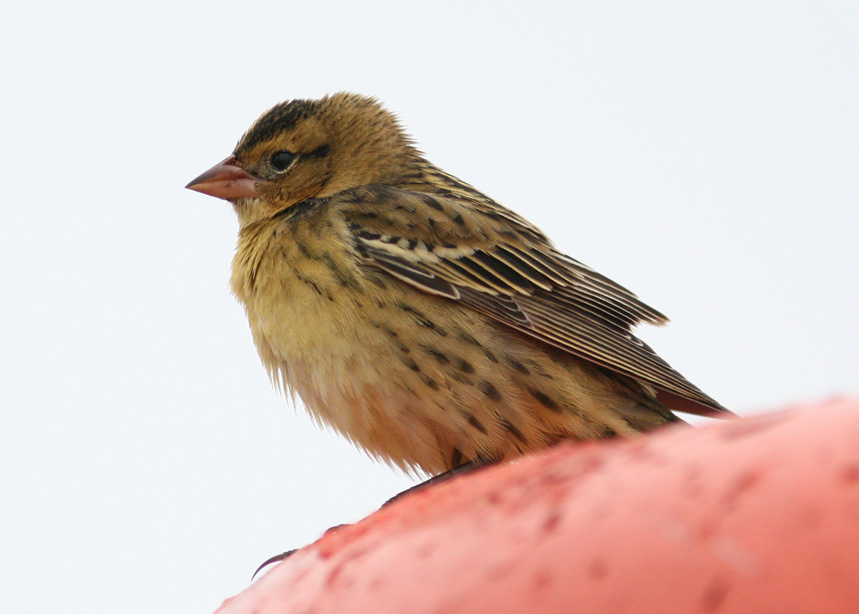 Bobolink