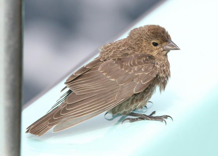 Brown-headed Cowbird