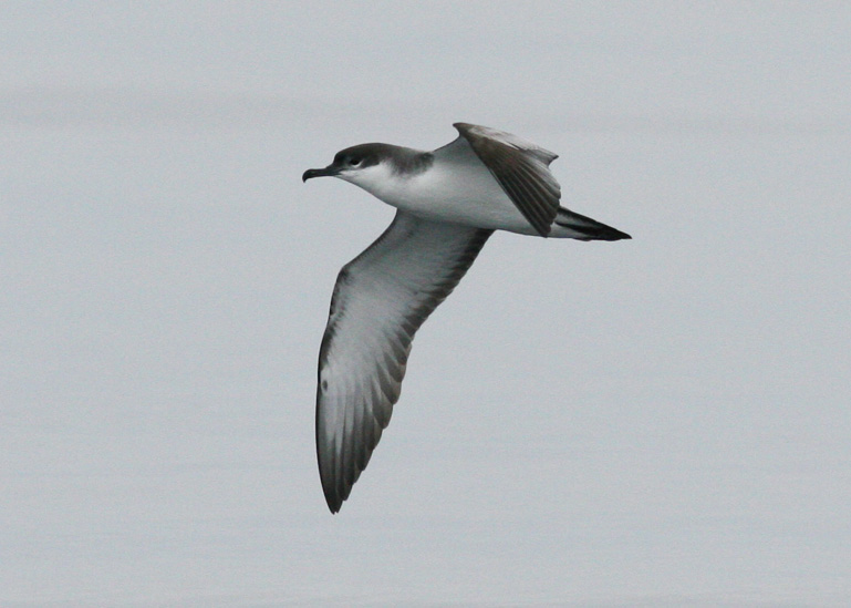 Buller's Shearwater