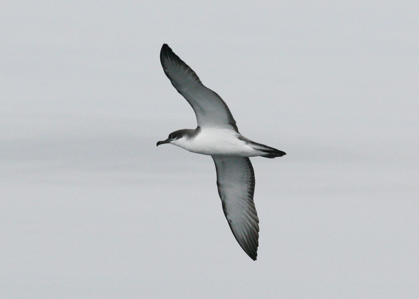 Buller's Shearwater