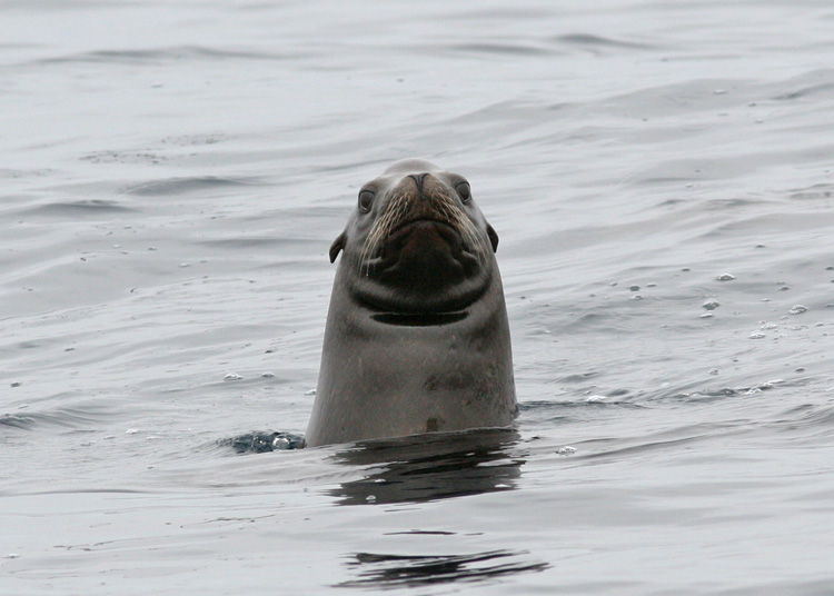 California Sea Lion