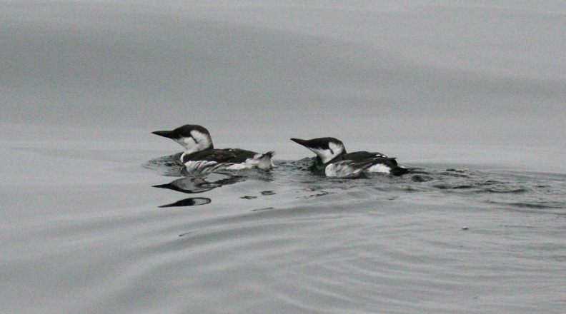 Common Murres