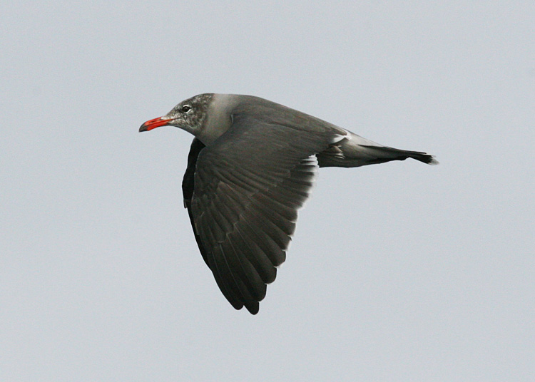 Heermann's Gull