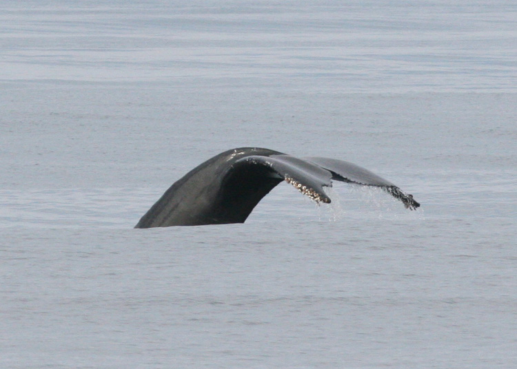 Humpback Whale