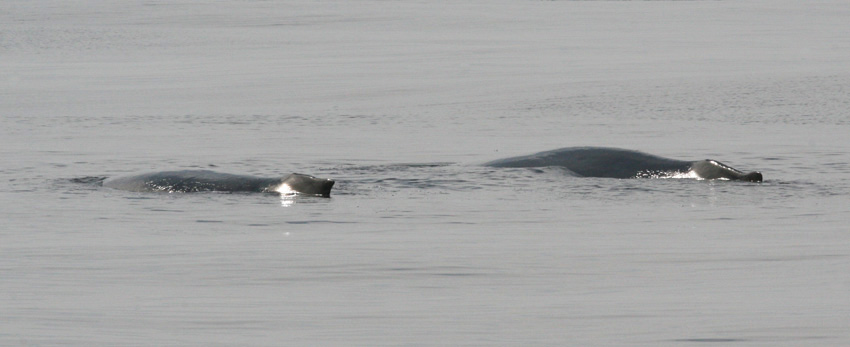 Humpback Whales