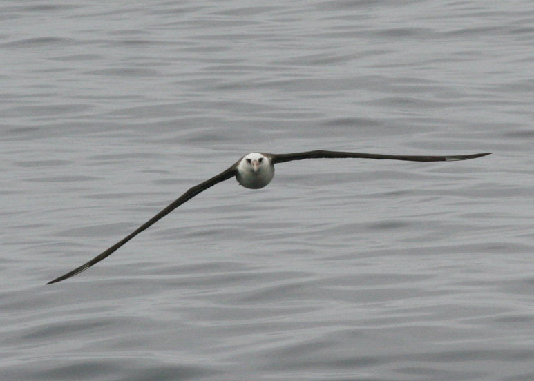 Laysan Albatross