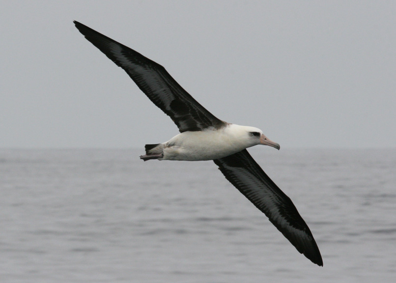 Laysan Albatross