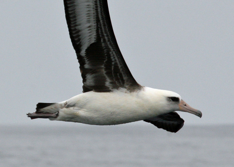 Laysan Albatross