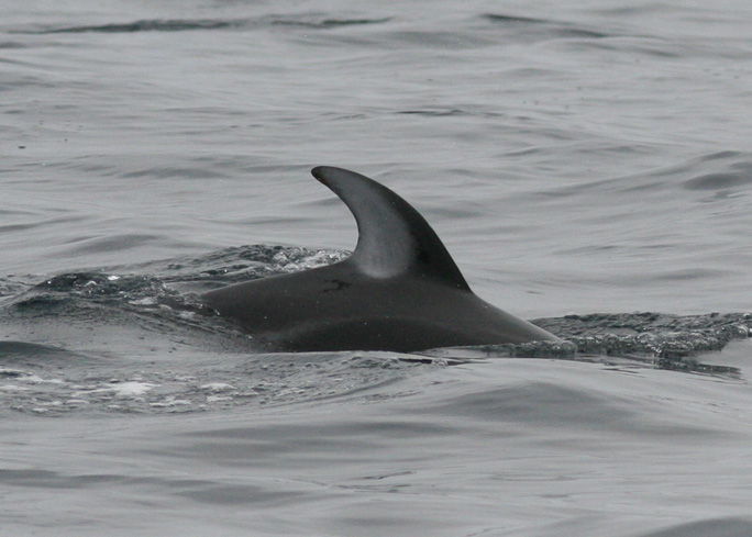 Pacific White-sided Dolphin