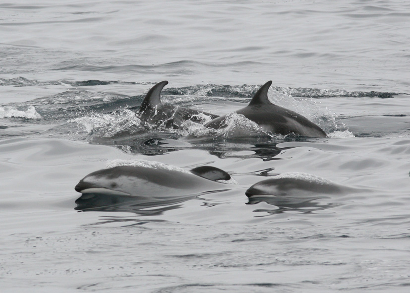 Pacific White-sided Dolphins