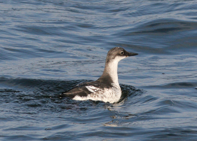 Pigeon Guillemot