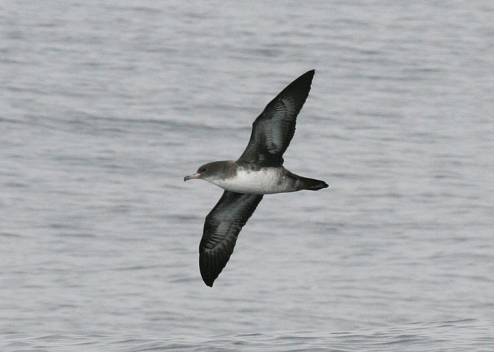 Pink-footed Shearwater