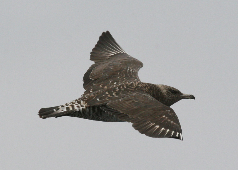 Pomarine Jaeger