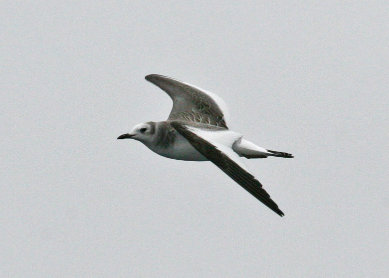 Sabine's Gull