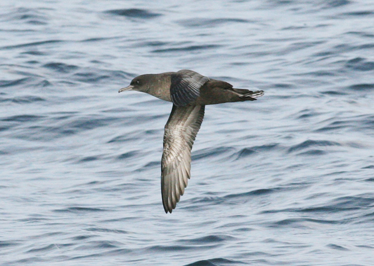 Sooty Shearwater